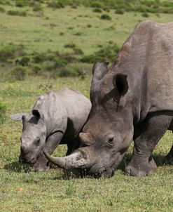 South African White Rhinoceros 016