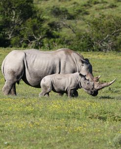 South African White Rhinoceros 017