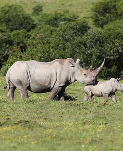 South African White Rhinoceros 018