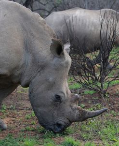 South African White Rhinoceros 009