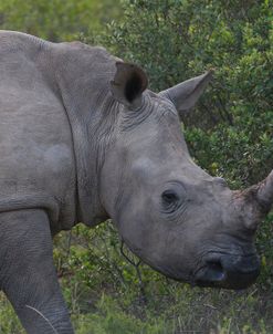 South African White Rhinoceros 010