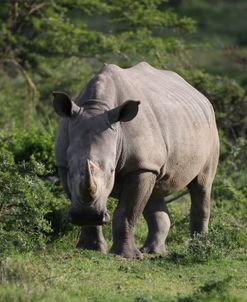 South African White Rhinoceros 011