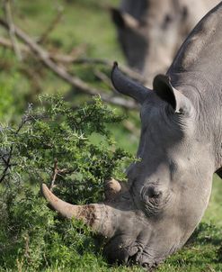 South African White Rhinoceros 012