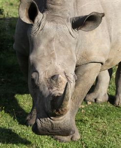 South African White Rhinoceros 023