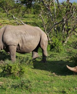 South African White Rhinoceros 024