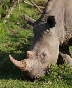 South African White Rhinoceros 025