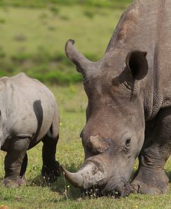 South African White Rhinoceros 026