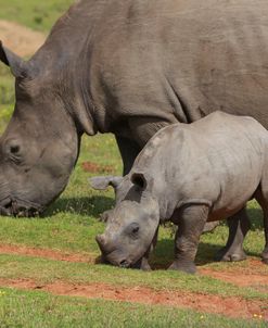 South African White Rhinoceros 027