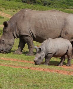 South African White Rhinoceros 028