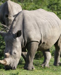 South African White Rhinoceros 019