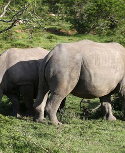 South African White Rhinoceros 020