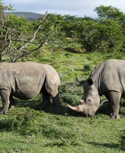 South African White Rhinoceros 021