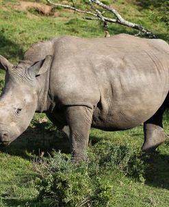 South African White Rhinoceros 022