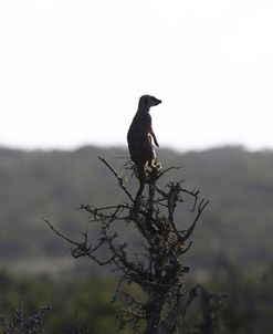 African Meerkat