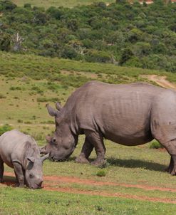 South African White Rhinoceros 029