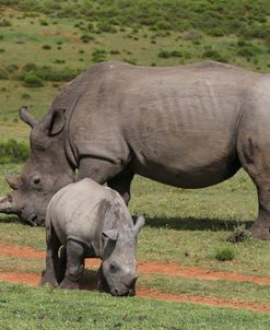 South African White Rhinoceros 030