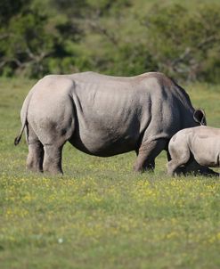 South African White Rhinoceros 031