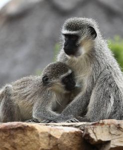 South African Vervet Monkey 005