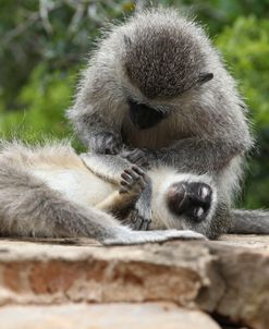 South African Vervet Monkey 006