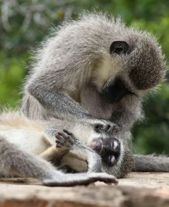 South African Vervet Monkey 007