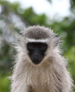 South African Vervet Monkey 008