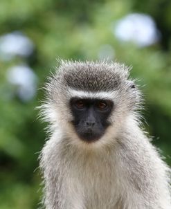 South African Vervet Monkey 009