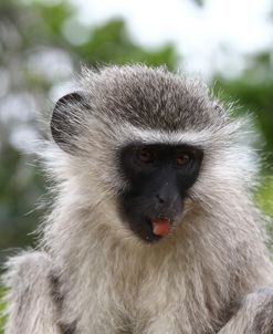 South African Vervet Monkey 010