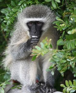 South African Vervet Monkey 001