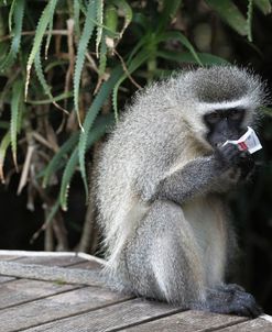 South African Vervet Monkey 002