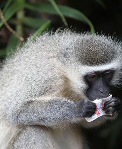South African Vervet Monkey 003