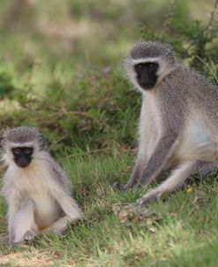South African Vervet Monkey 004