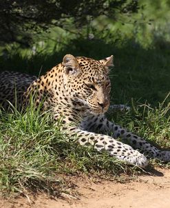 South African Leopard 005