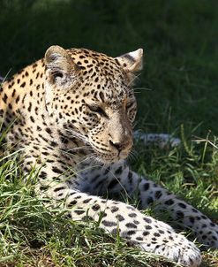 South African Leopard 006