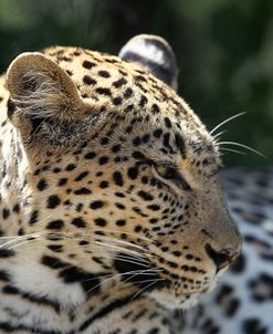 South African Leopard 007