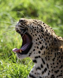 South African Leopard 008