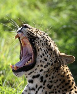 South African Leopard 009