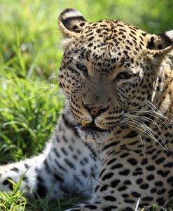 South African Leopard 010