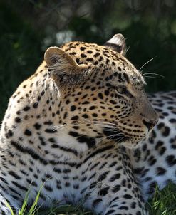 South African Leopard 001