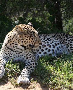 South African Leopard 002