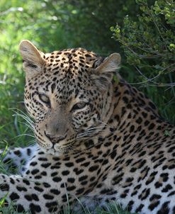 South African Leopard 003