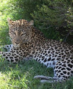 South African Leopard 004