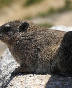 South African Dassie Rat 004