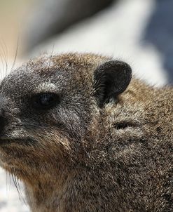 South African Dassie Rat 005