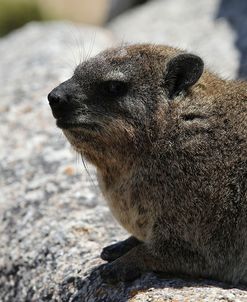 South African Dassie Rat 006