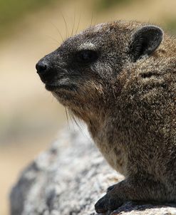 South African Dassie Rat 007