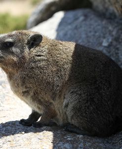 South African Dassie Rat 008