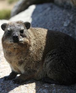 South African Dassie Rat 009