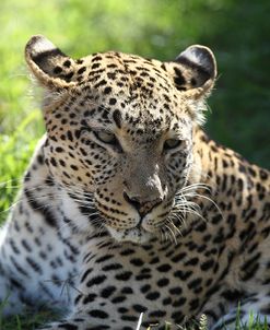 South African Leopard 011