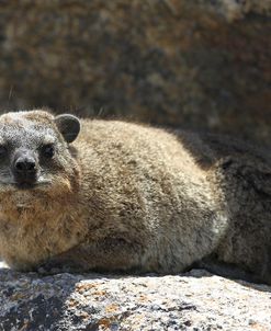 South African Dassie Rat 001