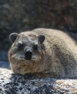 South African Dassie Rat 002